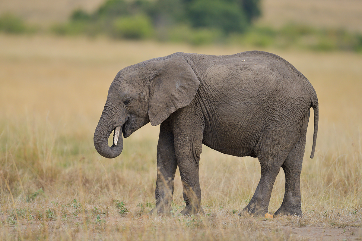 _85R8425_20180729_161026_4784Masai Mara 2018_7705Masai Mara 2018.jpg