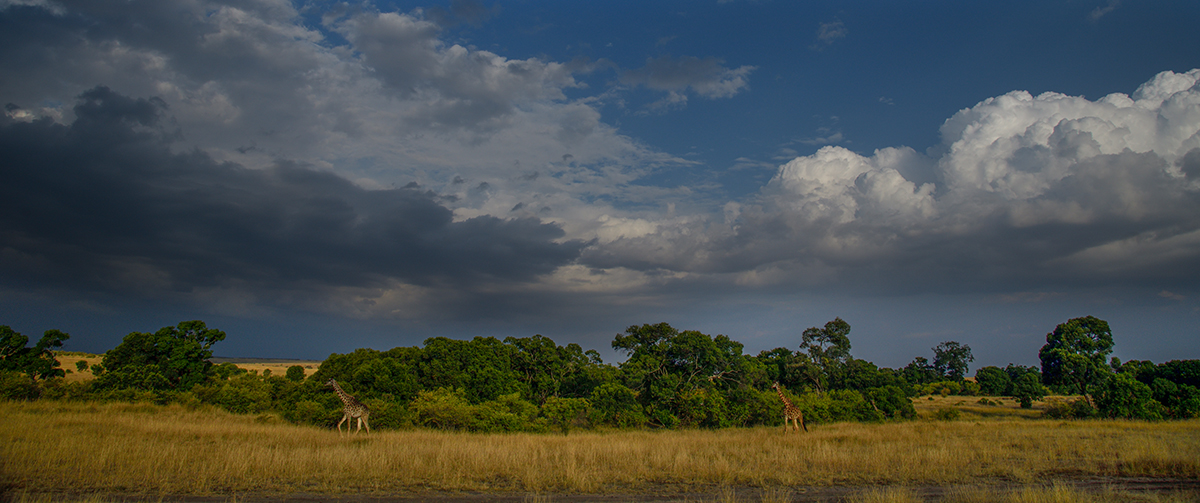 _85R8429_20180729_174658_4785Masai Mara 2018_7706Masai Mara 2018.jpg