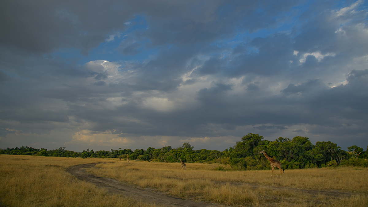 _85R8450_20180729_174750_4789Masai Mara 2018_7710Masai Mara 2018.jpg