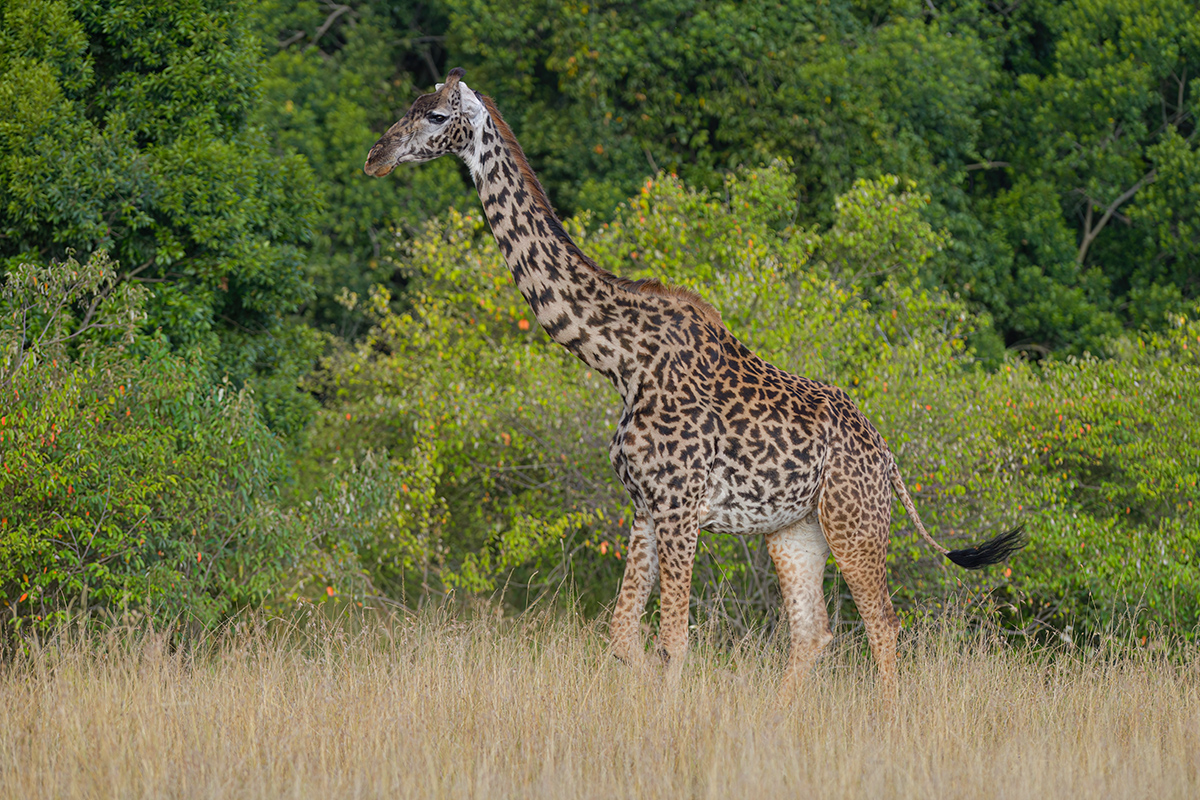 _85R8457_20180729_174903_4791Masai Mara 2018_7712Masai Mara 2018.jpg