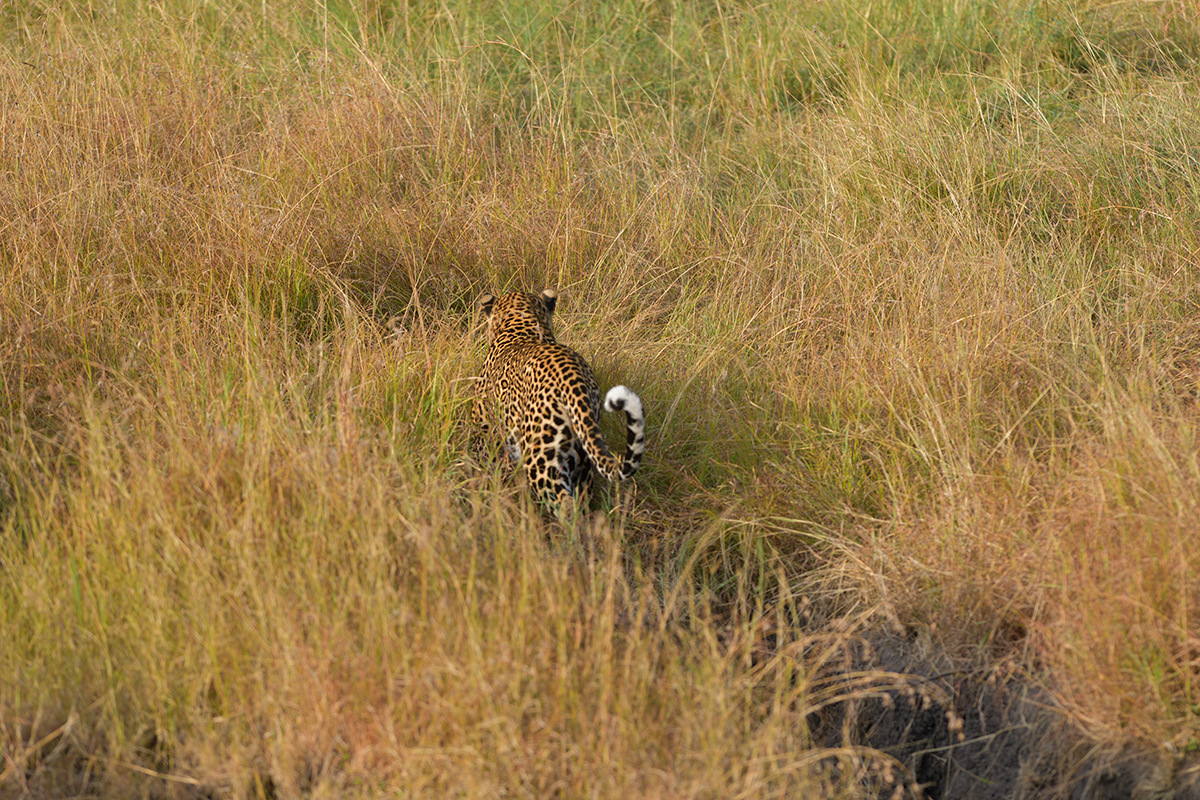 _85R8483_20180729_175732_4792Masai Mara 2018_7713Masai Mara 2018.jpg