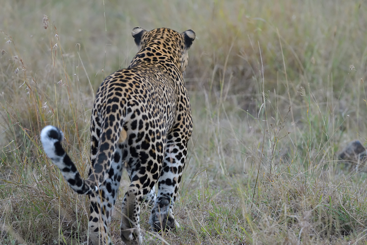 _85R8505_20180729_182821_4794Masai Mara 2018_7715Masai Mara 2018.jpg