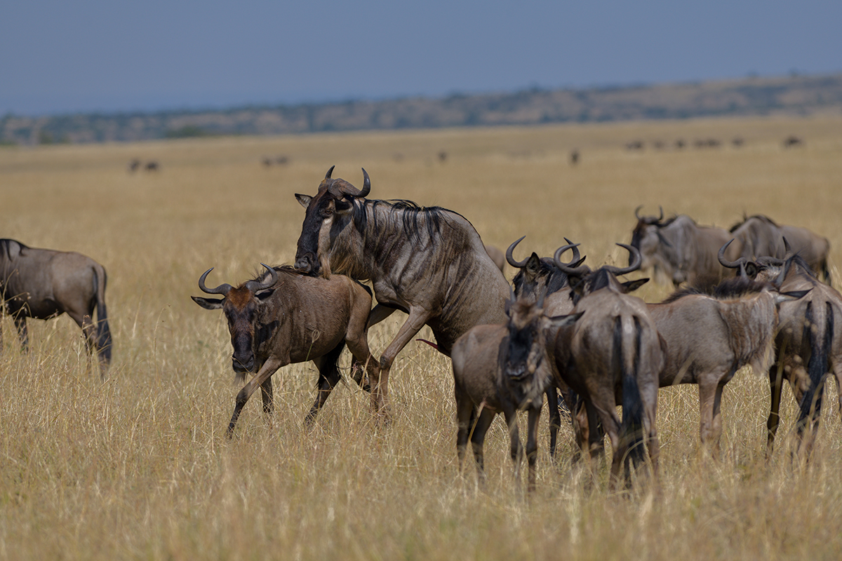 _85R8538_20180730_101305_5009Masai Mara 2018_6647Masai Mara 2018.jpg