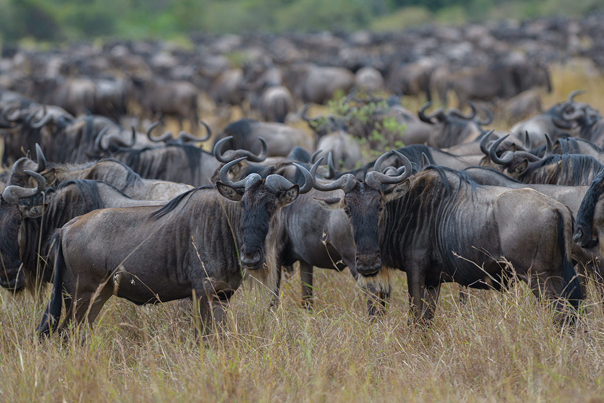 _85R8572_20180730_105419_5010Masai Mara 2018_6648Masai Mara 2018.jpg