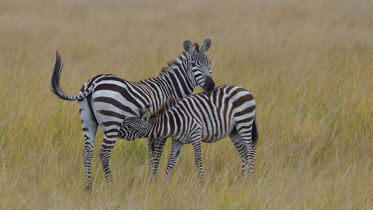 _85R8576_20180730_123804_5012Masai Mara 2018_6650Masai Mara 2018.jpg