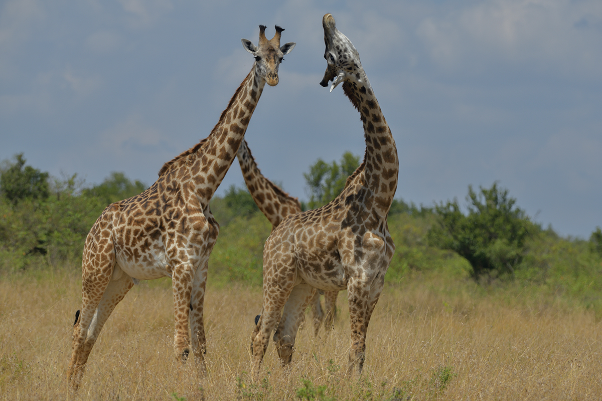 _85R8624_20180730_125821_5015Masai Mara 2018_6653Masai Mara 2018.jpg