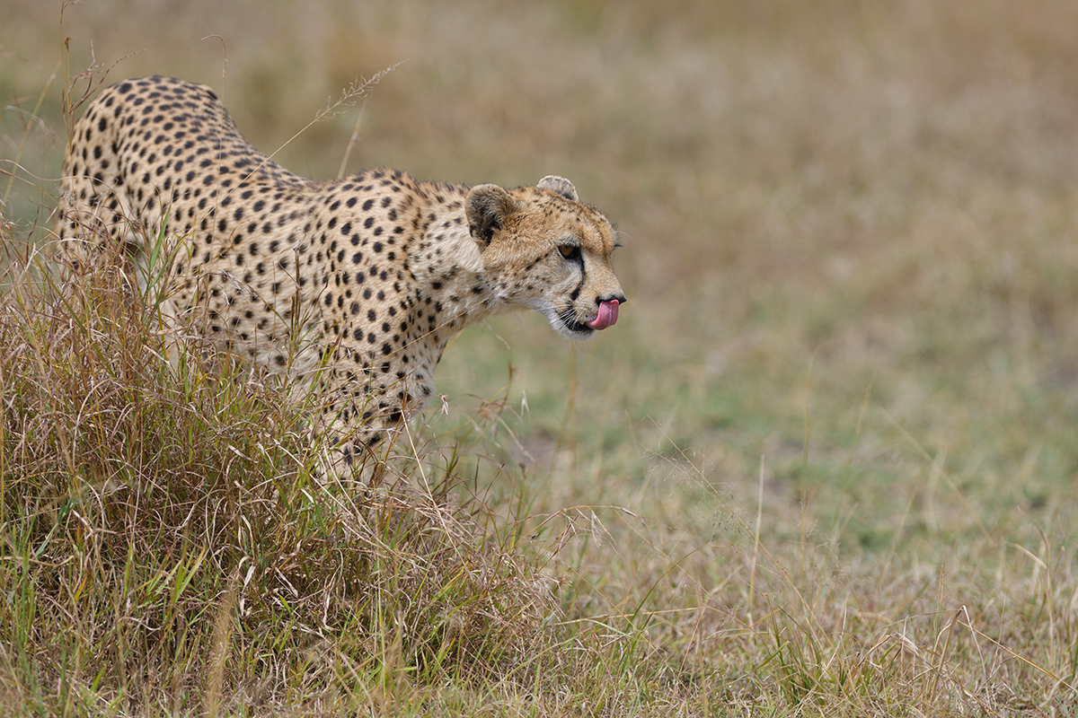 _85R8770_20180730_144629_5026Masai Mara 2018_6664Masai Mara 2018.jpg