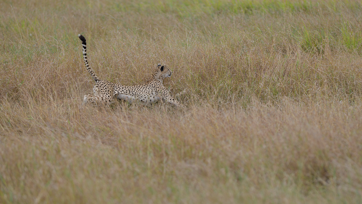 _85R8841_20180730_151103_5029Masai Mara 2018_6667Masai Mara 2018.jpg