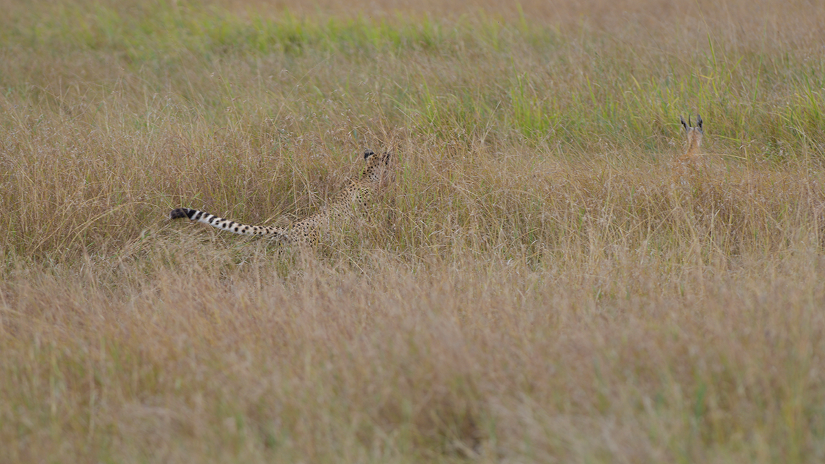 _85R8843_20180730_151103_5030Masai Mara 2018_6668Masai Mara 2018.jpg