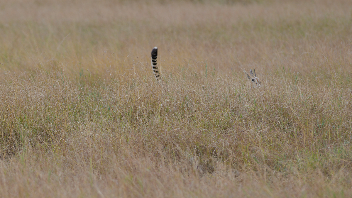 _85R8850_20180730_151106_5031Masai Mara 2018_6669Masai Mara 2018.jpg