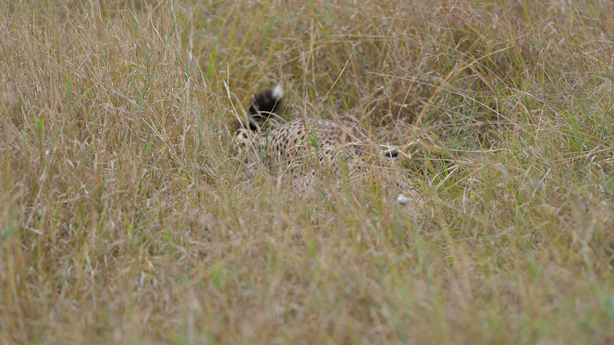_85R8859_20180730_151142_5033Masai Mara 2018_6671Masai Mara 2018.jpg