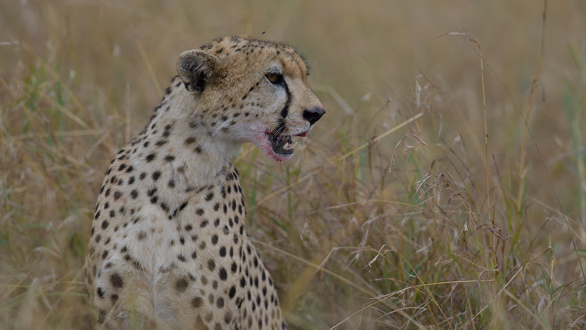 _85R8951_20180730_153044_5039Masai Mara 2018_6677Masai Mara 2018.jpg