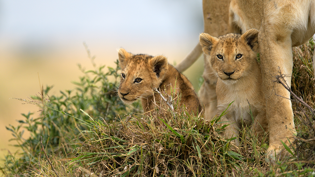 _85R8986_20180722_101455_1230Masai Mara 2018-1200.jpg