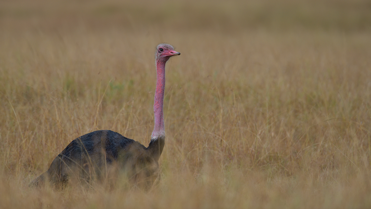 _85R8995_20180730_160759_5045Masai Mara 2018_6683Masai Mara 2018.jpg
