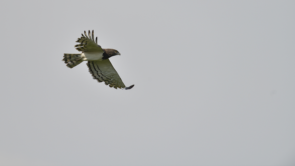 _85R9009_20180730_164602_5046Masai Mara 2018_6684Masai Mara 2018.jpg