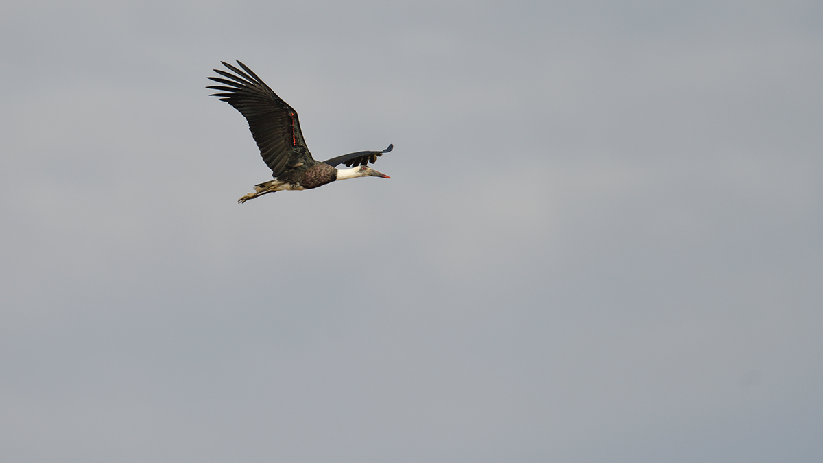 _85R9011_20180730_170015_5047Masai Mara 2018_6685Masai Mara 2018.jpg