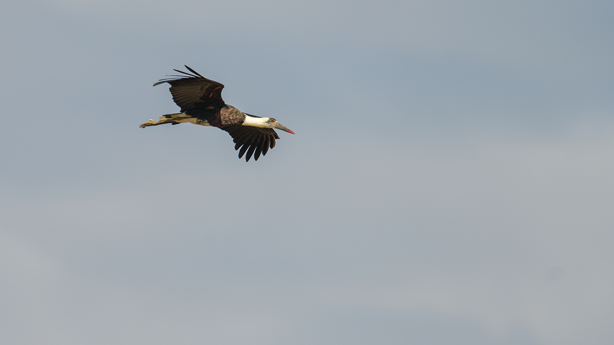 _85R9018_20180730_170016_5048Masai Mara 2018_6686Masai Mara 2018.jpg