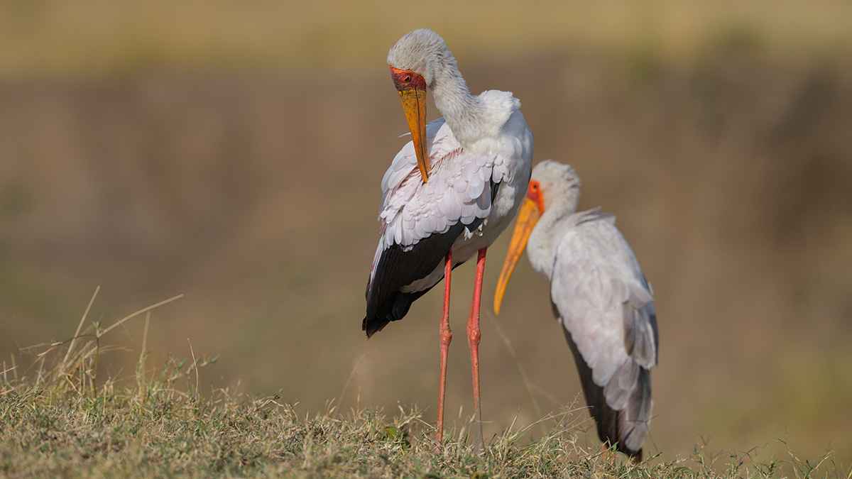 _85R9061_20180730_170442_5052Masai Mara 2018.jpg