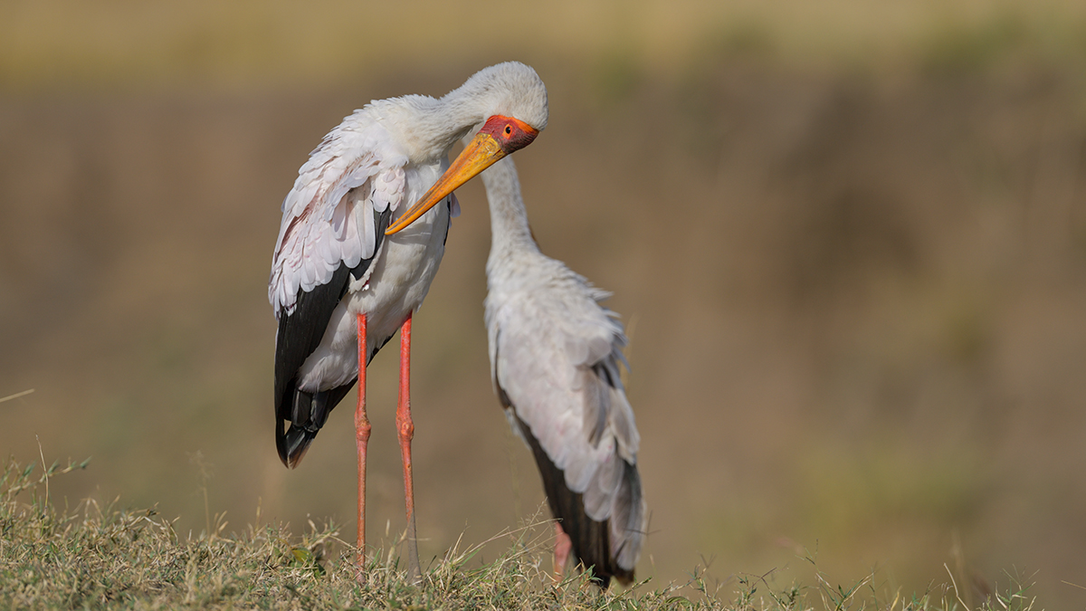 _85R9084_20180730_170510_5054Masai Mara 2018_6692Masai Mara 2018.jpg