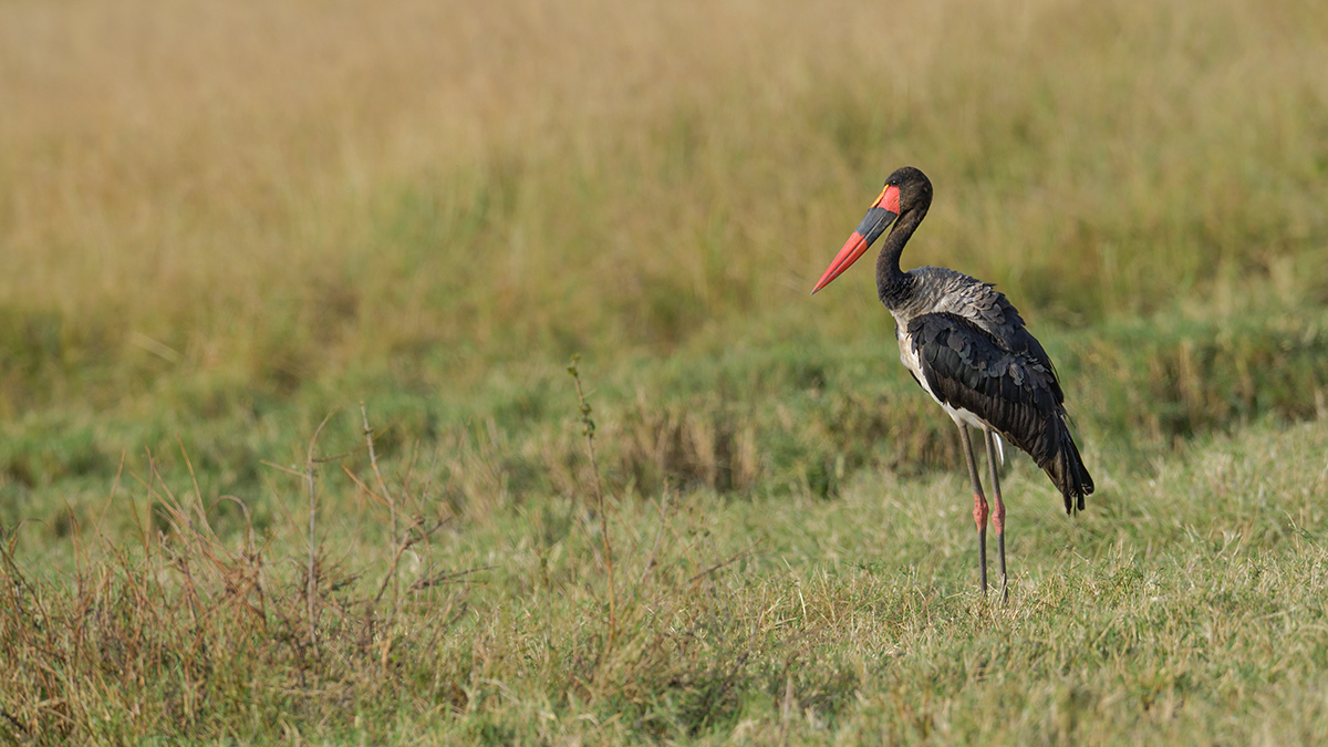 _85R9174_20180730_172519_5061Masai Mara 2018_6699Masai Mara 2018.jpg