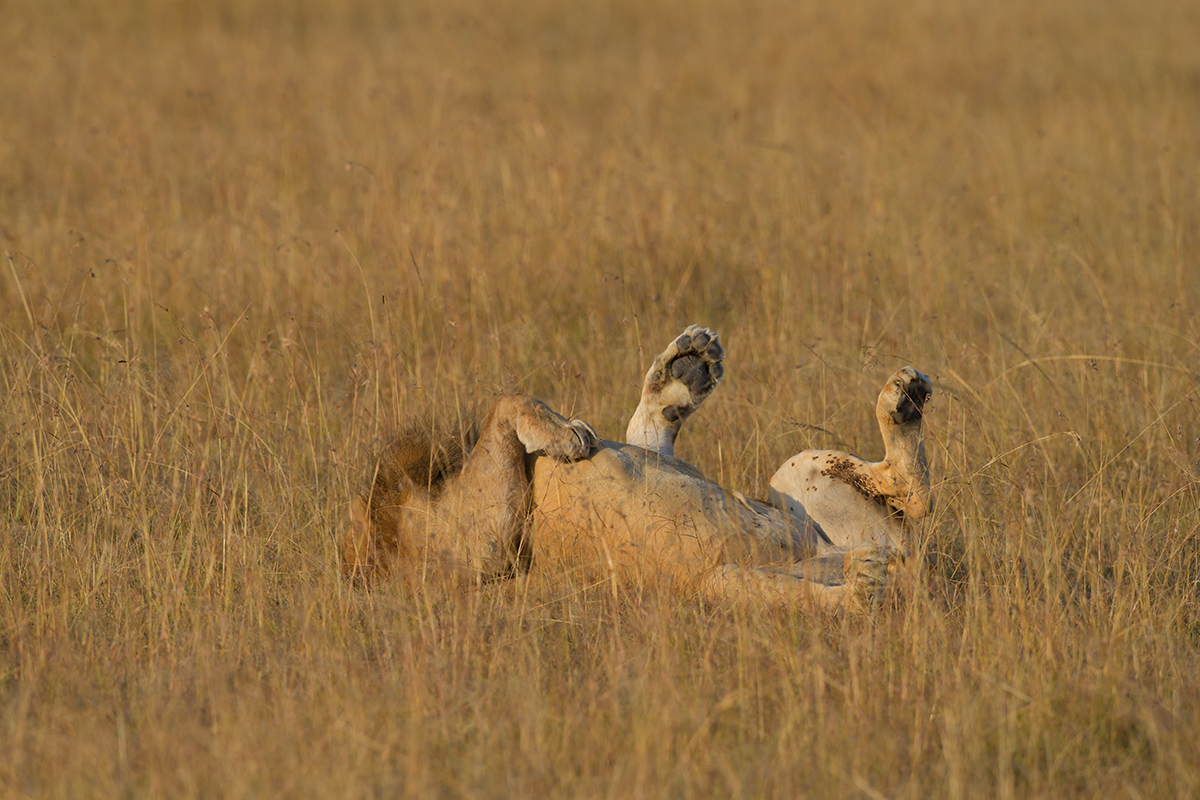 _85R9186_20180730_180639_5062Masai Mara 2018_6700Masai Mara 2018.jpg