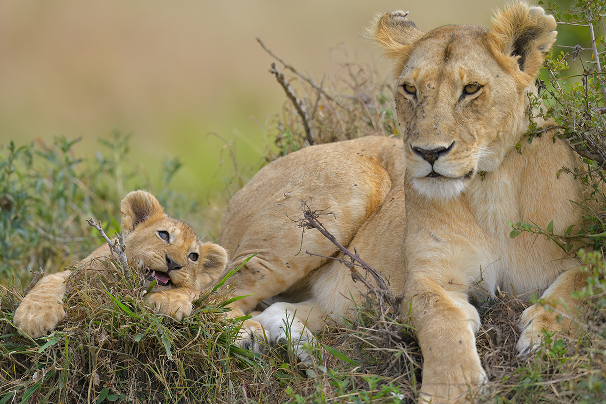 _85R9206_20180722_101906_1231Masai Mara 2018-1200.jpg