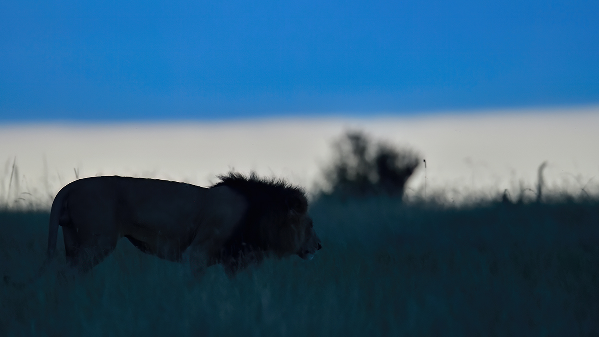 _85R9209_20180730_185313_5063Masai Mara 2018_6701Masai Mara 2018.jpg