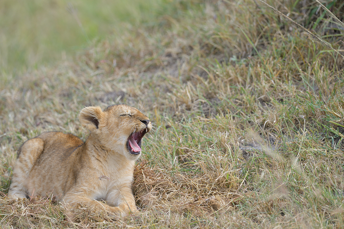 _85R9255_20180722_101931_1232Masai Mara 2018-1200.jpg