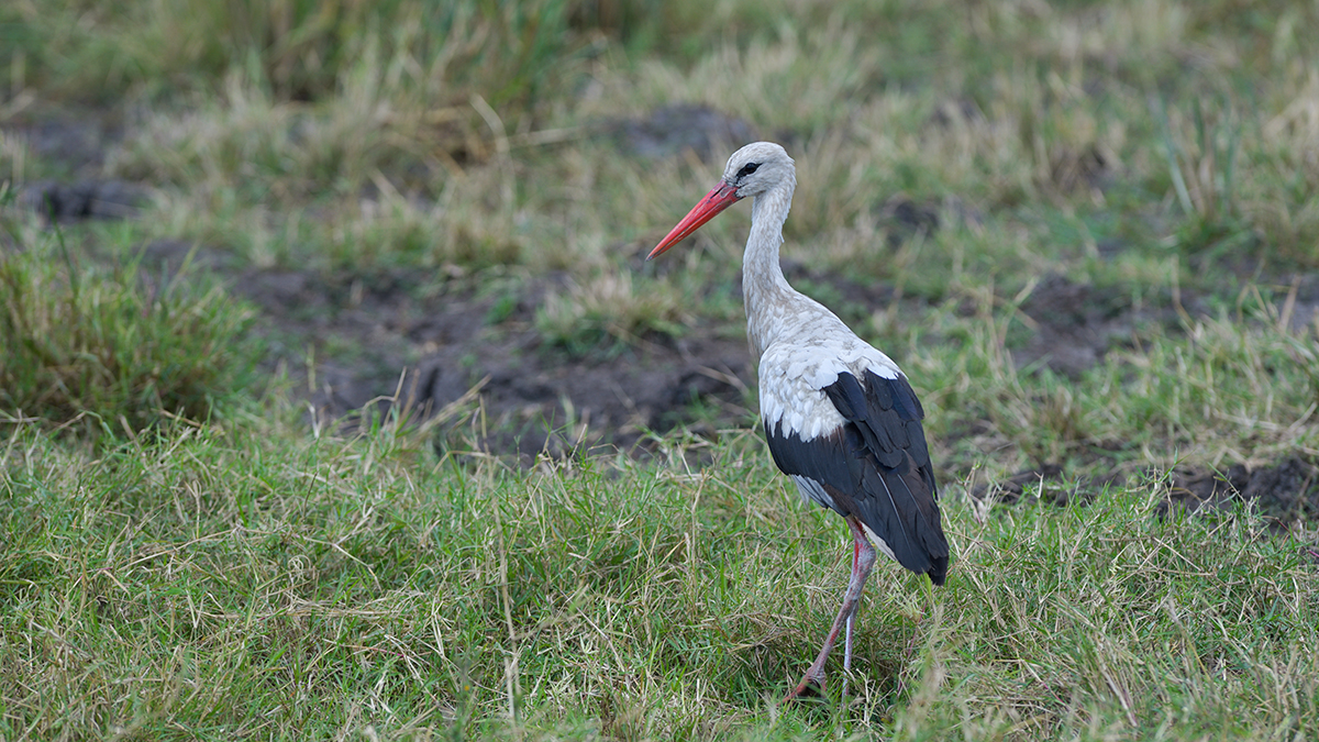_85R9267_20180731_125827_5635Masai Mara 2018_7023Masai Mara 2018.jpg