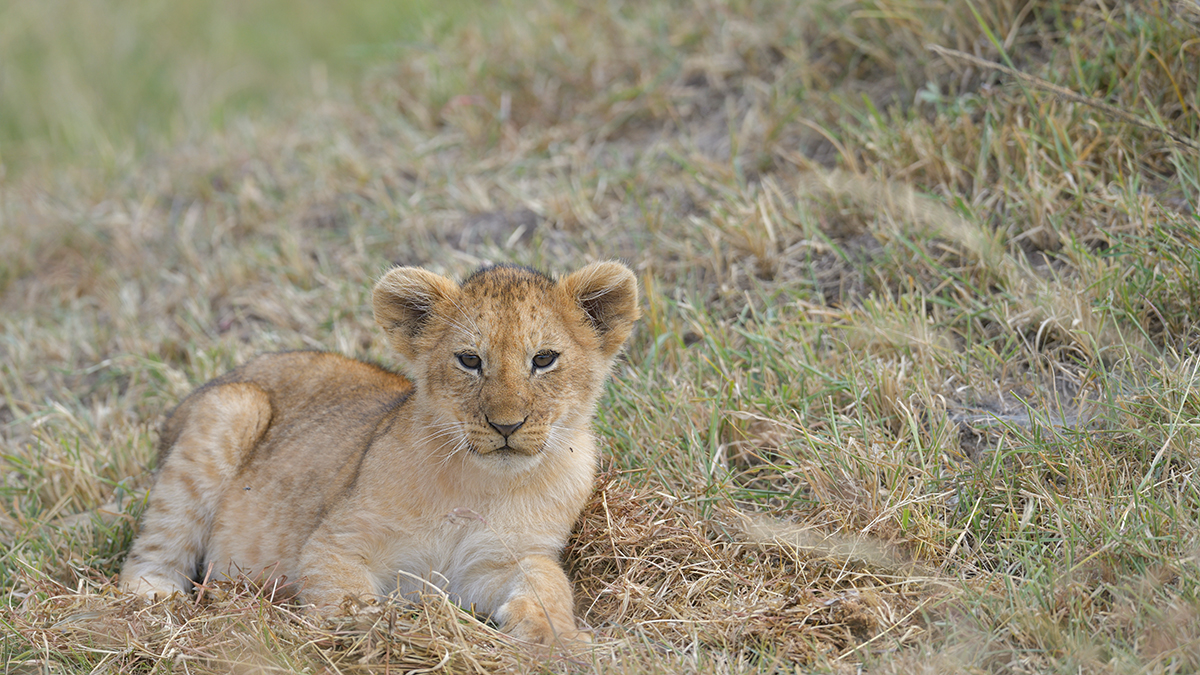 _85R9284_20180722_101938_1234Masai Mara 2018-1200.jpg