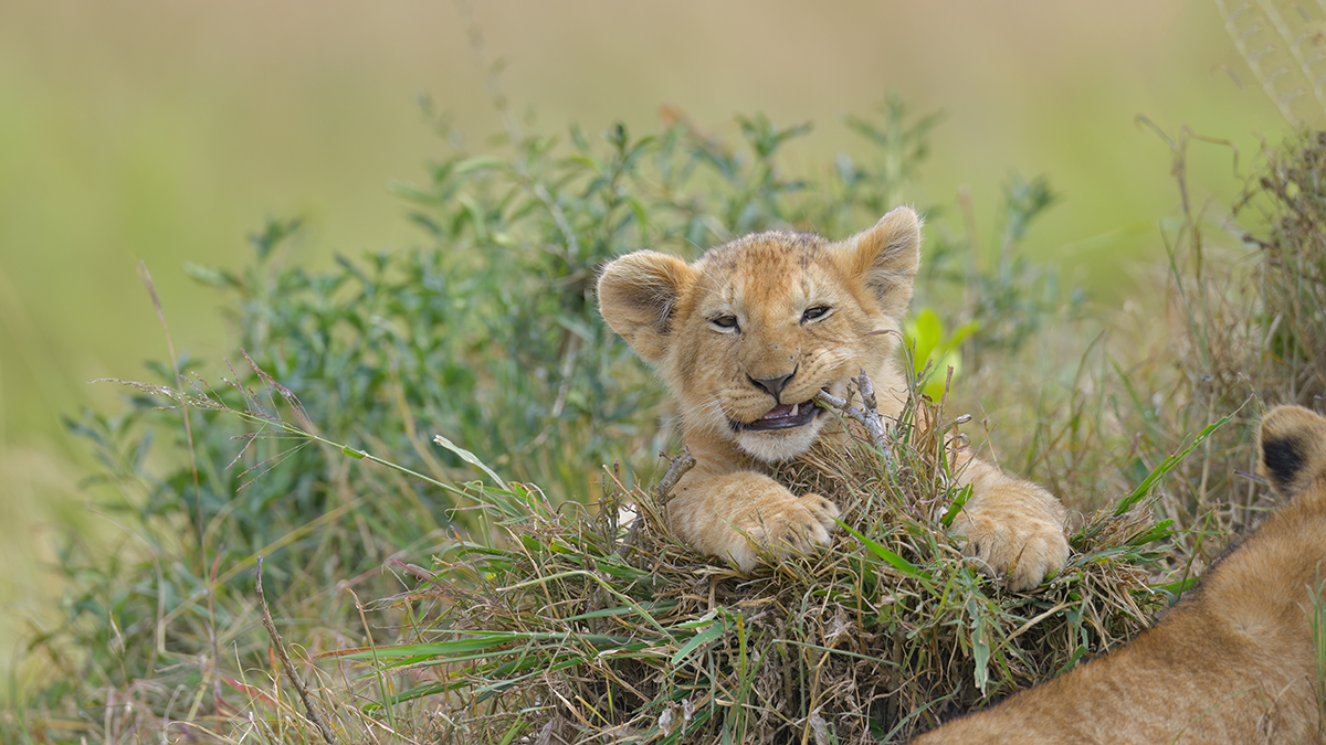 _85R9328_20180722_102118_1235Masai Mara 2018-1200.jpg