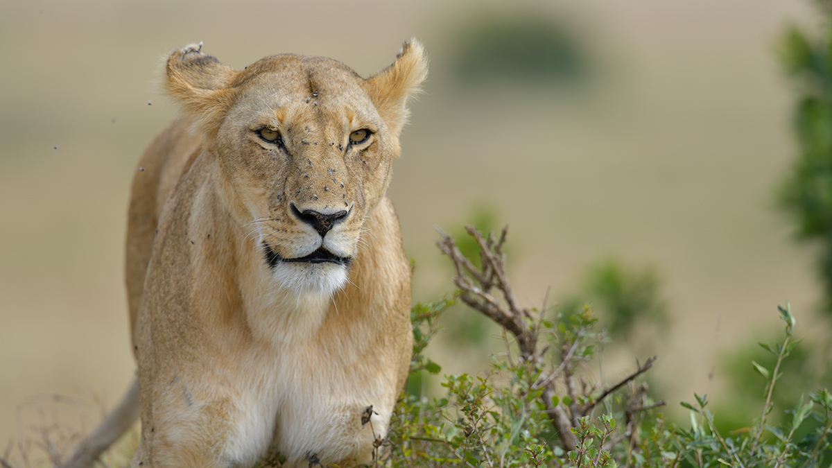 _85R9401_20180722_102205_1236Masai Mara 2018-1200.jpg