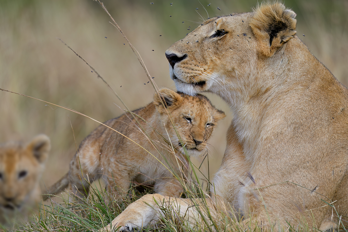 _85R9635_20180722_103248_1240Masai Mara 2018-1200.jpg