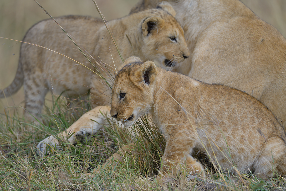 _85R9677_20180722_103258_1243Masai Mara 2018-1200.jpg