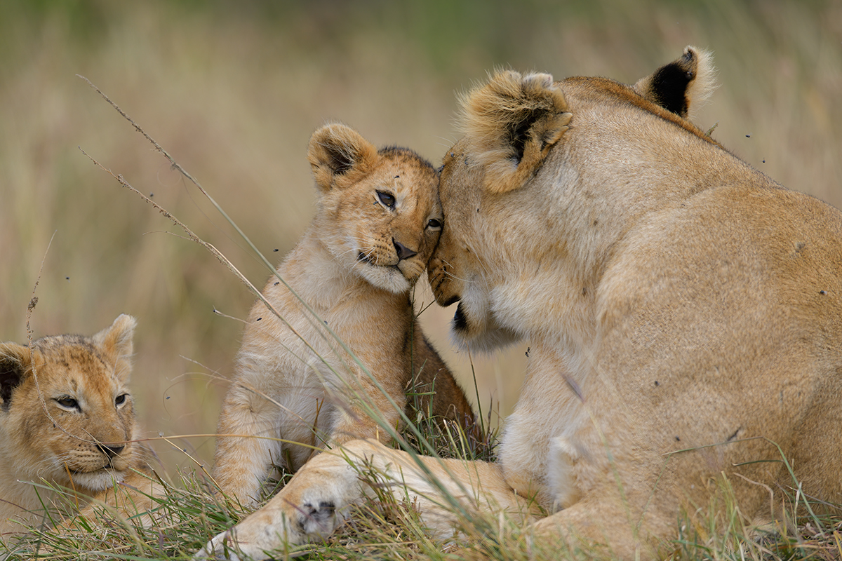 _85R9731_20180722_103807_1246Masai Mara 2018-1200.jpg