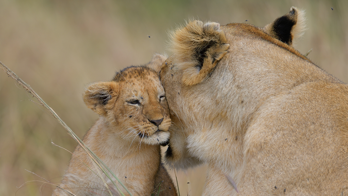 _85R9740_20180722_103808_1247Masai Mara 2018-1200.jpg