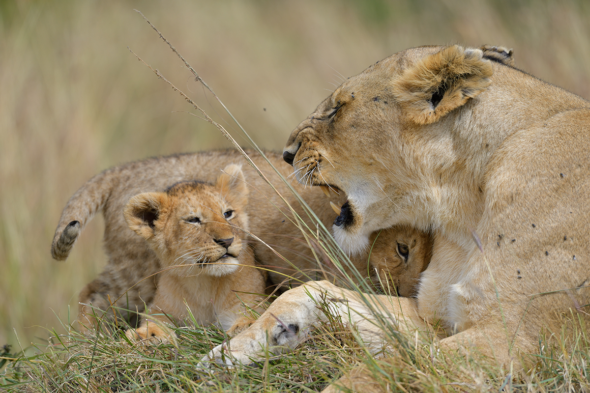_85R9834_20180722_103909_1248Masai Mara 2018-1200.jpg
