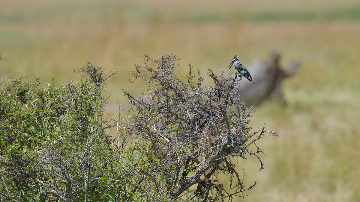 _85R9902_20180731_133928_5673Masai Mara 2018_7061Masai Mara 2018.jpg