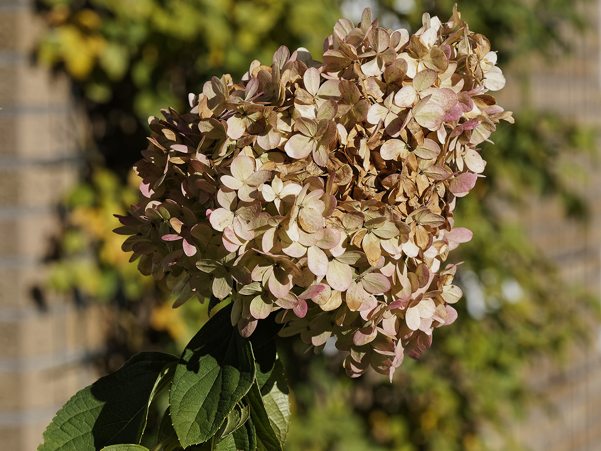 _A091355_DxOAxl.jpg