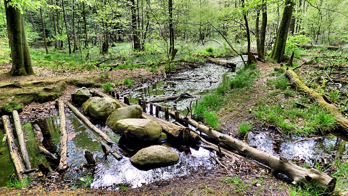 _Abenteuer Stadtwald nur wer gut zu Fuß ist kann ihn voll genießen..jpg