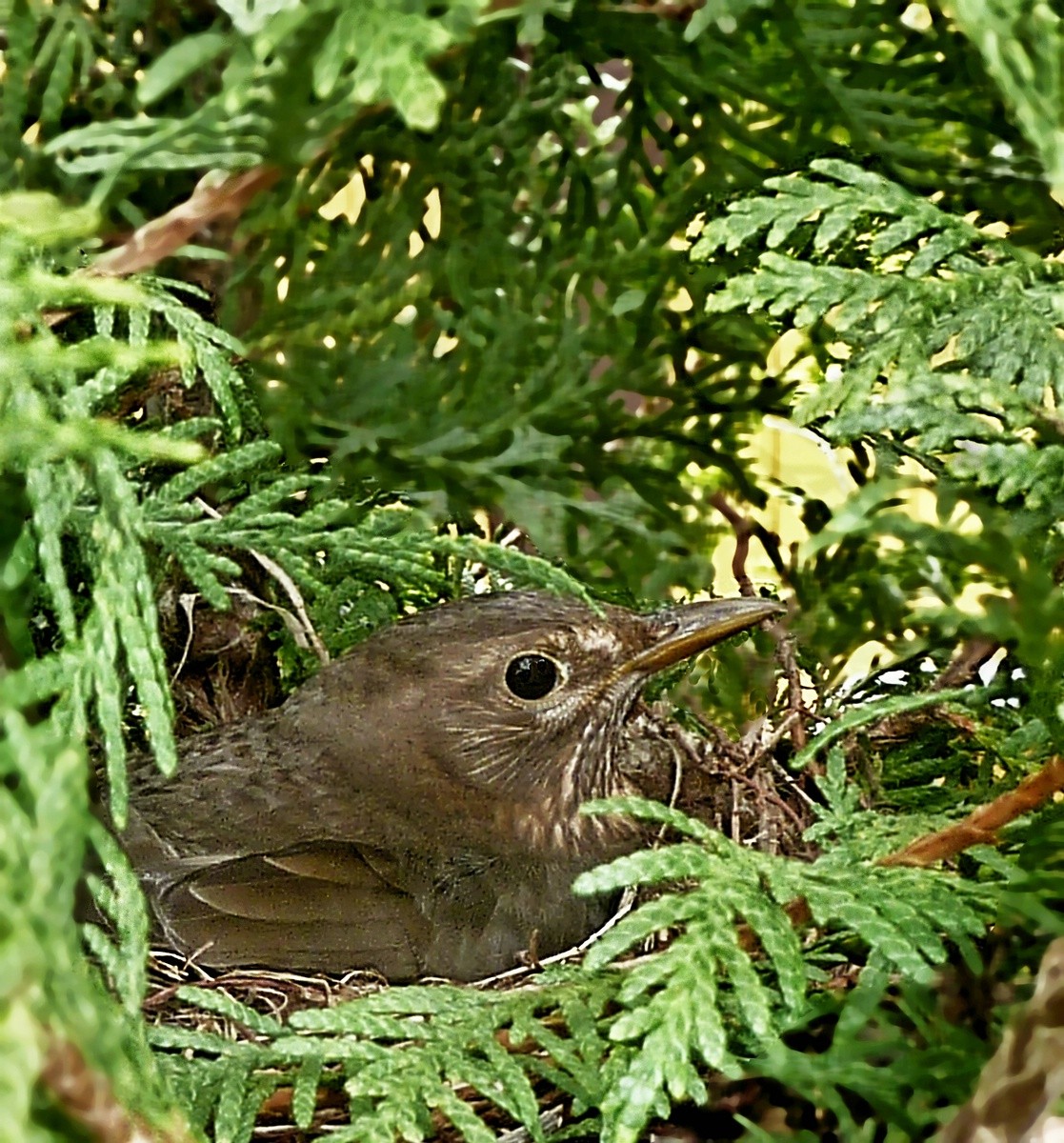 _Amsel im Nest.jpg