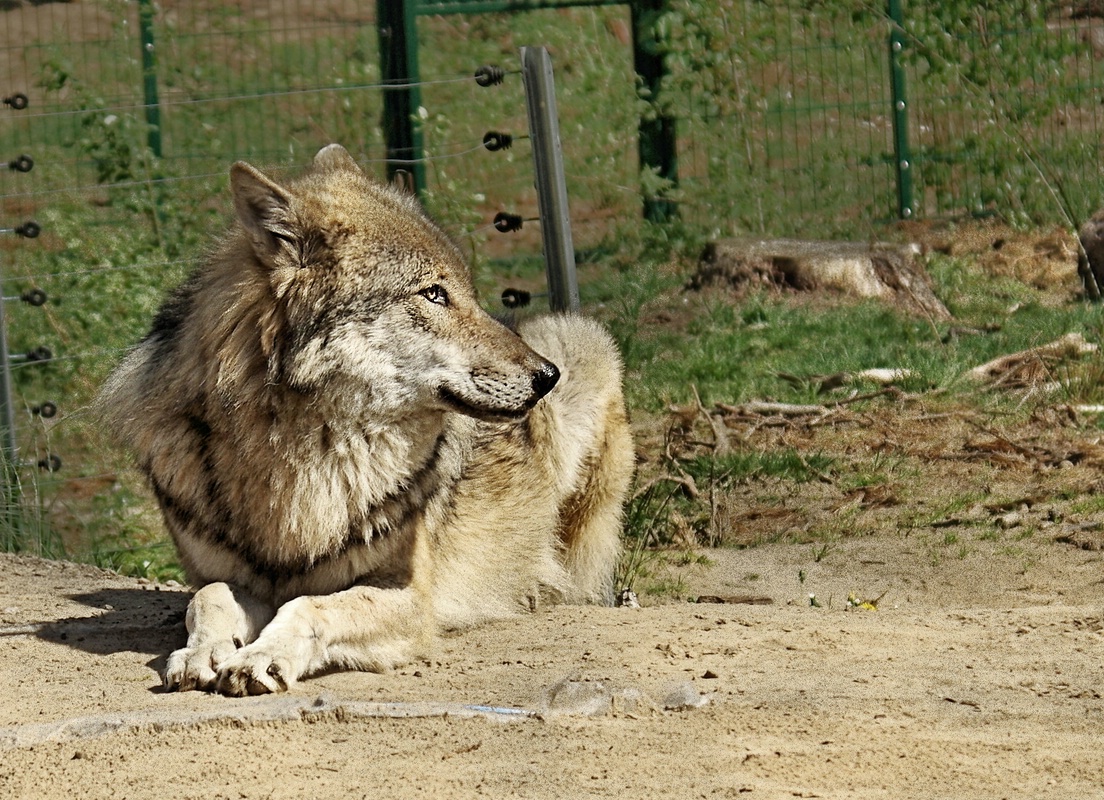 _Bei Wolfens gabs Zoff, alle warn im Bau., er lag draußen..jpg