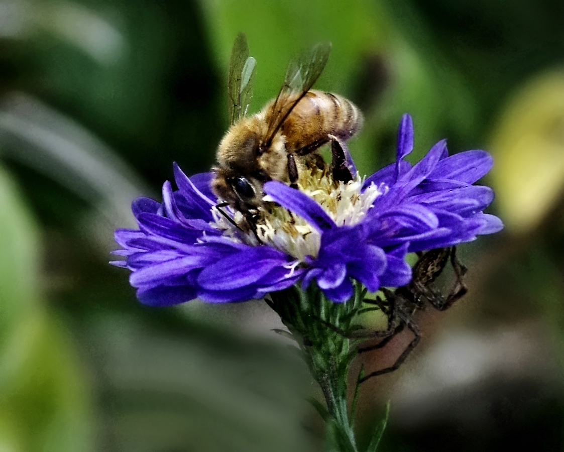_Bienchen in Gefahr.jpg