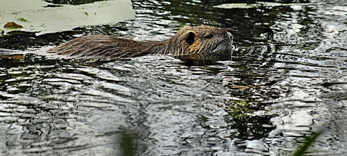 _Bisam in der Stederau in Wieren.jpg