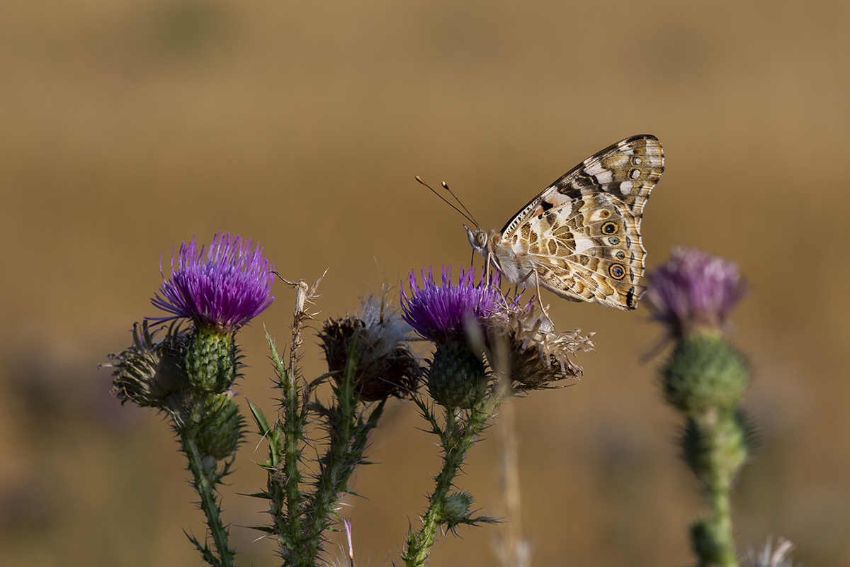 _D507186.jpg