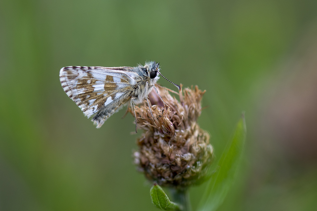 _D507433.jpg