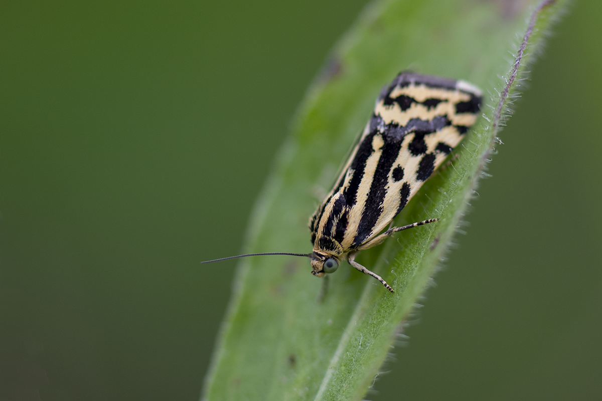 _D507438-n.jpg