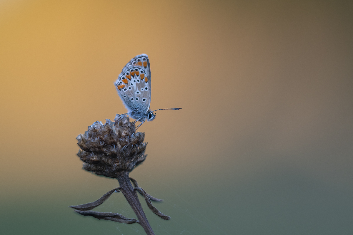 _D507994.jpg