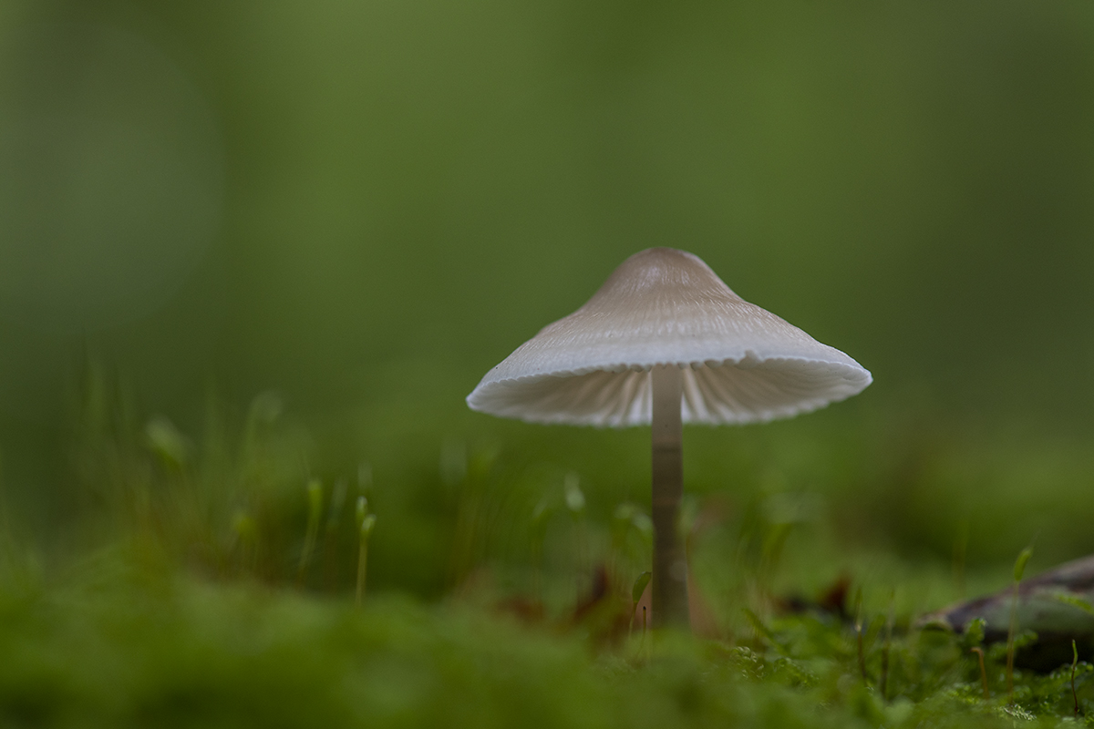 _D508407.jpg