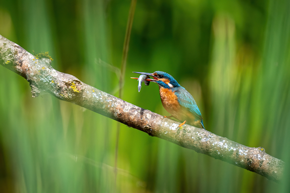 _D5C2635-DeNoiseAI-clear.jpg